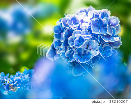 紫陽花 モナリザ 紫陽花 モナリザ 38210207