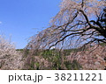 吉野山　桜 38211221