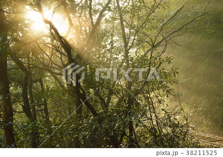 朝もや木漏れ日 38211525