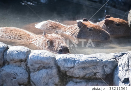 カピバラにっこり 38211565