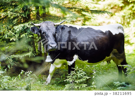 Cow with a bell in the forest thicket, close-up 38211695