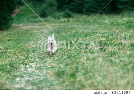 White cute dog running on field towards camera White cute dog running on field towards camera 38211697