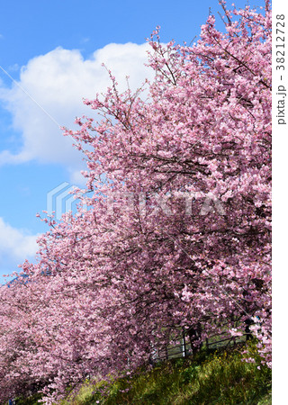 早春の河津桜 38212728