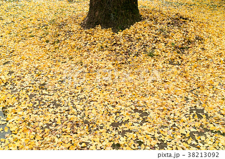 イチョウのじゅうたん 38213092
