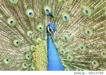 大牟田市動物園 クジャク、 大牟田市動物園 クジャク、 38213799