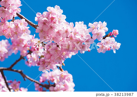 早春の河津桜 38213987