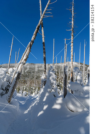 縞枯山と茶臼山の鞍部の枯れ木 38214154