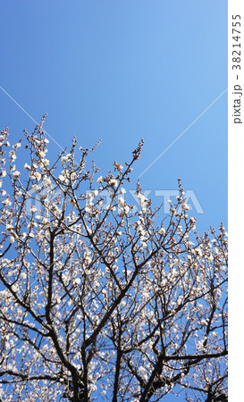 白 梅‐空 背景 素材 花 コピースペース 縦 白 梅‐空 背景 素材 花 コピースペース 縦 38214755