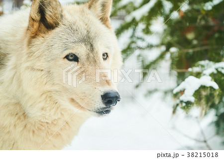シンリンオオカミの顔の写真素材
