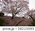 地面を染めるしだれ桜 38215093