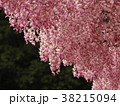 藤棚 38215094
