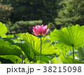 栗林公園の蓮 38215098