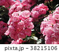 バラの花 38215106