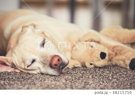 Dog resting with his plush toy Dog resting with his plush toy 38215750