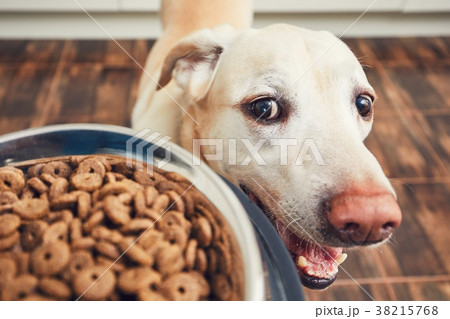 Feeding of hungry dog 38215768