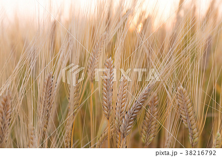 ビール麦　麦畑（5月） 38216792