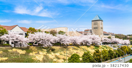 写真素材: 首都大学东京の桜并木 ワイド