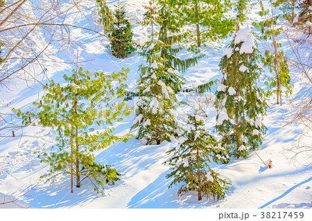 Tree branches in the snow 38217459