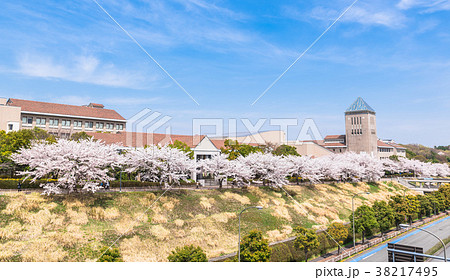 写真素材: 首都大学东京の桜并木