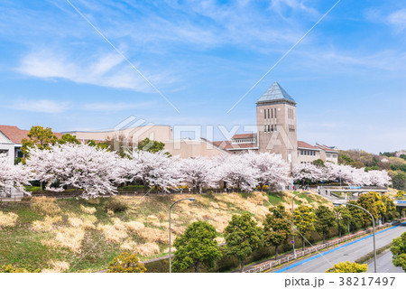 首都大学東京の桜並木 首都大学東京の桜並木 38217497