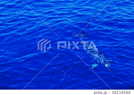 イルカ いるか 海豚 38218566