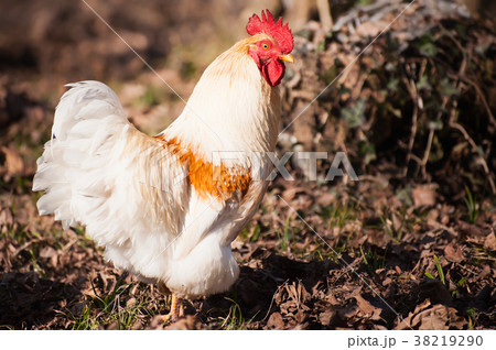 White rooster 38219290
