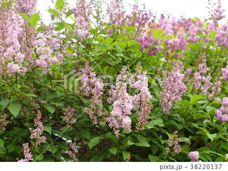 Blossoming lilac bush. 38220137