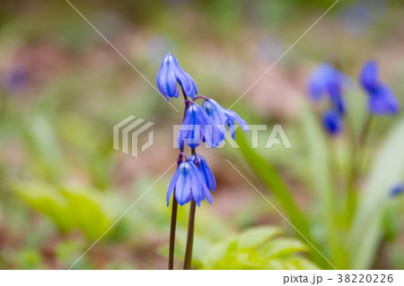 Scilla flowers on forest ground. 38220226