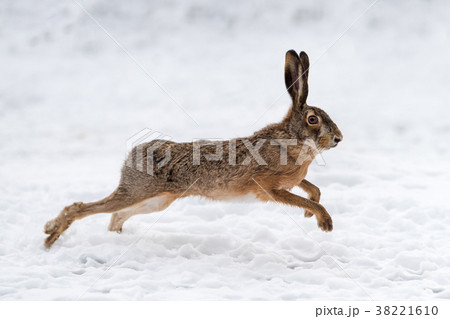 Hare running in the fieldの写真素材 [38221610] - PIXTA