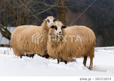 Sheep in winter time 38221624