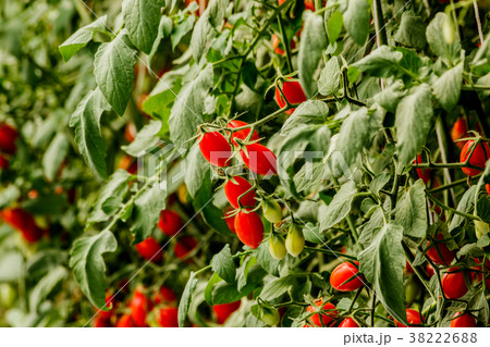 Fresh cherry tomato on a branch in the garden. Fresh cherry tomato on a branch in the garden. 38222688