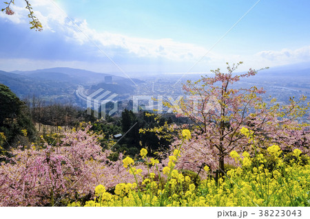 松田山の河津桜２ 38223043