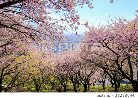松田山の河津桜3 松田山の河津桜3 38223044