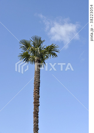 シュロの木 38223054