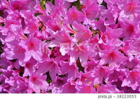 ツツジ ツツジ 38223055
