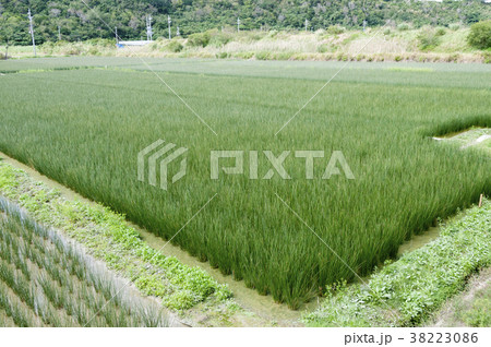 ビーグ（イ草）畑 38223086