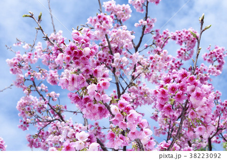 寒緋桜 38223092