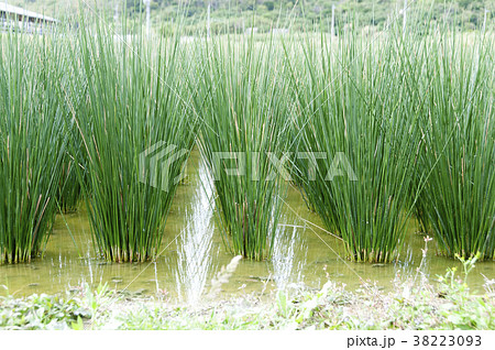 ビーグ（イ草）畑 38223093