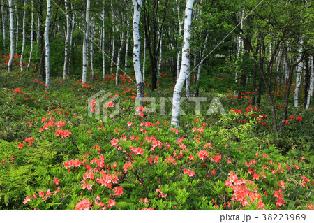 八千穂高原白樺の小径 38223969