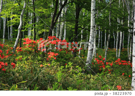 八千穂高原白樺の小径 38223970
