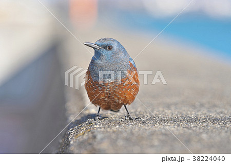 琵琶湖のイソヒヨドリ 38224040