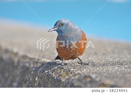 琵琶湖のイソヒヨドリ 38224041