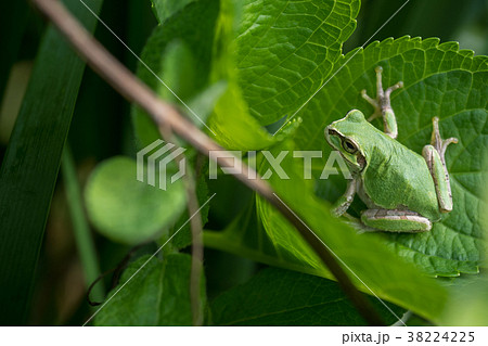 カエル ニホンアマガエル カエル ニホンアマガエル 38224225
