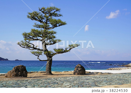 白良浜の松と青い海（和歌山） 38224530