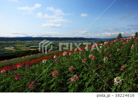 中富良野の花畑 中富良野の花畑 38224616