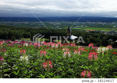 中富良野の花畑 中富良野の花畑 38224617