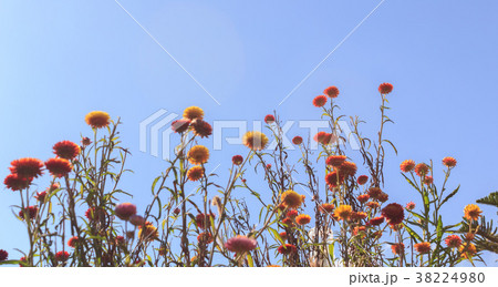 Colorful flowers on the mountains in winter. Colorful flowers on the mountains in winter. 38224980