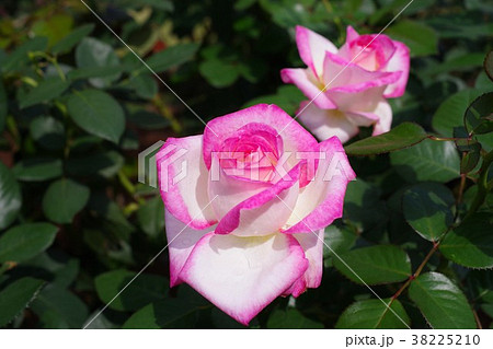 二輪の薔薇 二輪の薔薇 38225210