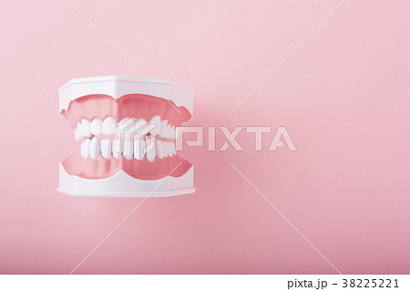 歯の模型 38225221