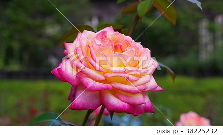一輪の薔薇 一輪の薔薇 38225232